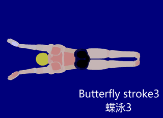 Butterfly - 1