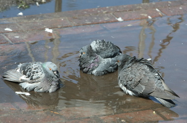 22 серпня 2013, 16:39 Переглядів:   У столиці хворіють голуби