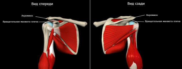 При піднятті руки акромион - кінець лопатки кістки - треться об обертальну манжету плеча, викликаючи роздратування або пошкодження її сухожиль (імпінджмент-синдром)