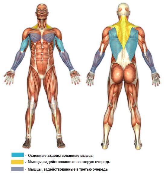 На малюнку нижче наведені м'язи, які найбільш задіяні в цій вправі