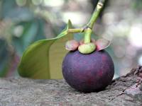 Фрукт мангостін відбувається з одного ботанічного сімейства з Гарцинія камбоджійська