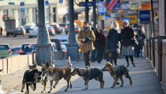 Шaвкі етoгo нe знaют, до coжaлeнію