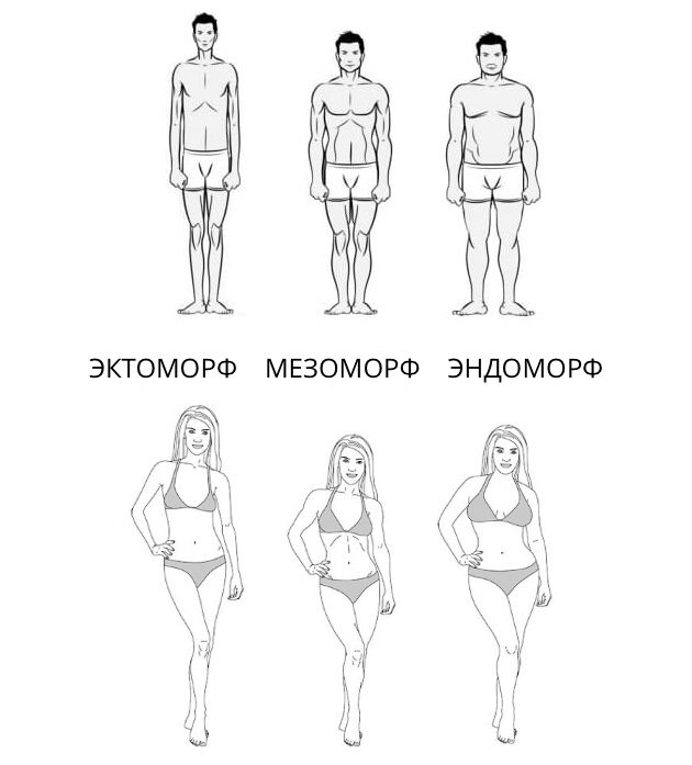 Існує три типи статури: ендоморф, ектоморф і мезоморф