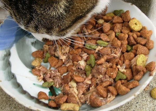 Завдяки його найніжнішої консистенції, кошеняті дуже зручно його їсти