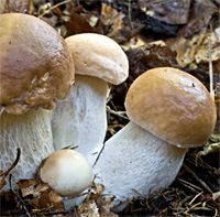 Білі гриби також стануть відмінним доповненням раціону спортсмена