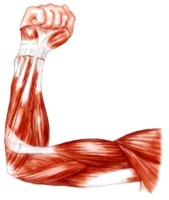 У людини м'язи сформовані з двох типів м'язових волокон: білі (швидкі) і   червоні (повільні) волокна