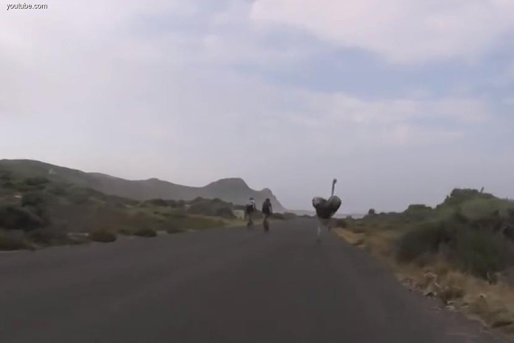Під час тренувального заїзду велосипедистів в Південній Африці перед кейптаунського велотур до них на трасі несподівано приєднався страус