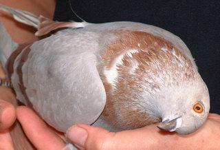 Серед різноманітних недуг, до яких схильні домашні голуби, є кілька особливо небезпечних
