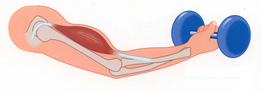 Краще розвиток сили м'язів відбувається при використанні статики в базових вправах: присед зі штангою, жим штанги лежачи, підйоми на біцепс і станова тяга