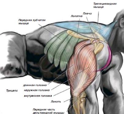 Віджимання вузьким хватом активно впливають на безліч м'язів тулуба і рук (як показано на малюнку), але акцент навантаження припадає на трицепси