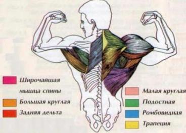 Якщо використовувати пронированний хват, який показаний на малюнку нижче, то особливо активізуються в роботі задні дельти, а також маловідомі малі круглі і подостной м'язи