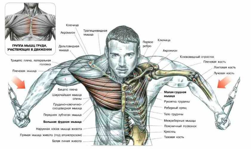 Анатомія вправи - які м'язи працюють